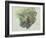 A Study of Ferns, Citivella, 1842, (Oil on Gray Wove Paper)-Edward Lear-Framed Giclee Print