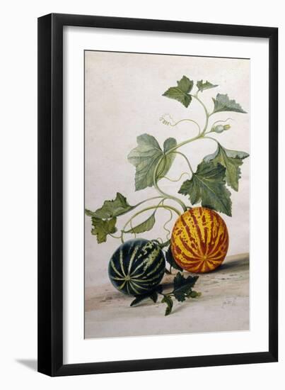 A Study of Gourds-Pieter Withoos-Framed Giclee Print