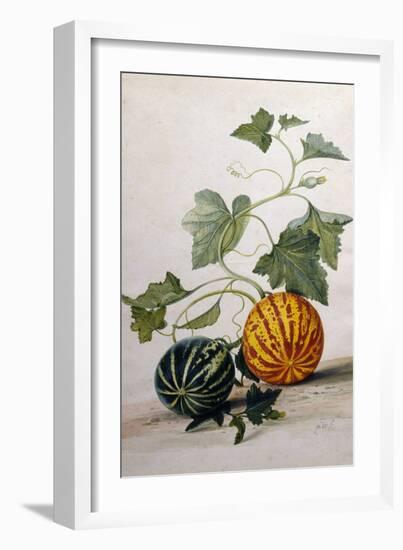 A Study of Gourds-Pieter Withoos-Framed Giclee Print