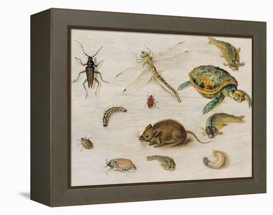 A Study of Insects, Sea Creatures and a Mouse-Jan Brueghel the Younger-Framed Premier Image Canvas