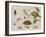 A Study of Insects, Sea Creatures and a Mouse-Jan Brueghel the Younger-Framed Giclee Print