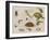 A Study of Insects, Sea Creatures and a Mouse-Jan Brueghel the Younger-Framed Giclee Print