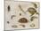 A Study of Insects, Sea Creatures and a Mouse-Jan Brueghel the Younger-Mounted Giclee Print