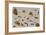A Study of Insects-Jan Brueghel the Younger-Framed Giclee Print