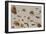 A Study of Insects-Jan Brueghel the Younger-Framed Giclee Print