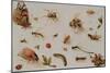 A Study of Insects-Jan Brueghel the Younger-Mounted Giclee Print