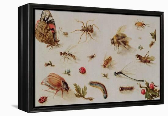 A Study of Insects-Jan Brueghel the Younger-Framed Premier Image Canvas