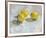 A Study of Lemons-Steven Johnson-Framed Giclee Print