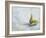 A Study of Pears-Steven Johnson-Framed Giclee Print