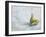 A Study of Pears-Steven Johnson-Framed Giclee Print