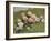 A Study of Roses-Luigi Rossi-Framed Giclee Print