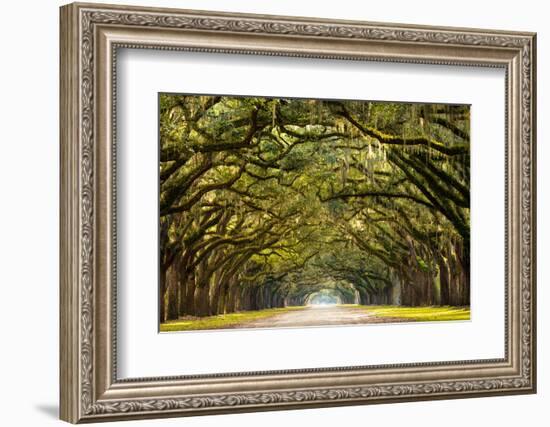 A Stunning, Long Path Lined with Ancient Live Oak Trees Draped in Spanish Moss in the Warm, Late Af-Serge Skiba-Framed Photographic Print