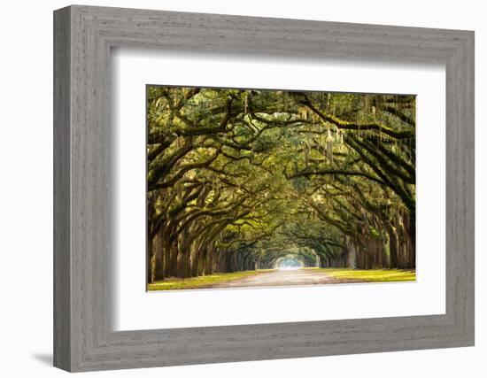 A Stunning, Long Path Lined with Ancient Live Oak Trees Draped in Spanish Moss in the Warm, Late Af-Serge Skiba-Framed Photographic Print