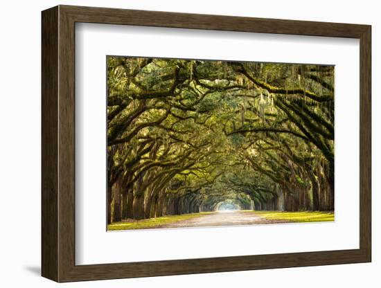 A Stunning, Long Path Lined with Ancient Live Oak Trees Draped in Spanish Moss in the Warm, Late Af-Serge Skiba-Framed Photographic Print