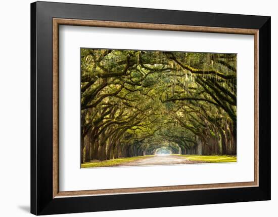 A Stunning, Long Path Lined with Ancient Live Oak Trees Draped in Spanish Moss in the Warm, Late Af-Serge Skiba-Framed Photographic Print