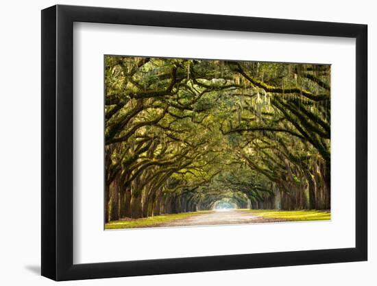 A Stunning, Long Path Lined with Ancient Live Oak Trees Draped in Spanish Moss in the Warm, Late Af-Serge Skiba-Framed Photographic Print