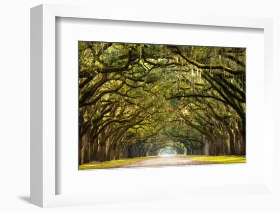 A Stunning, Long Path Lined with Ancient Live Oak Trees Draped in Spanish Moss in the Warm, Late Af-Serge Skiba-Framed Photographic Print