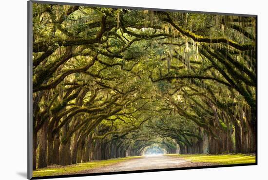 A Stunning, Long Path Lined with Ancient Live Oak Trees Draped in Spanish Moss in the Warm, Late Af-Serge Skiba-Mounted Photographic Print