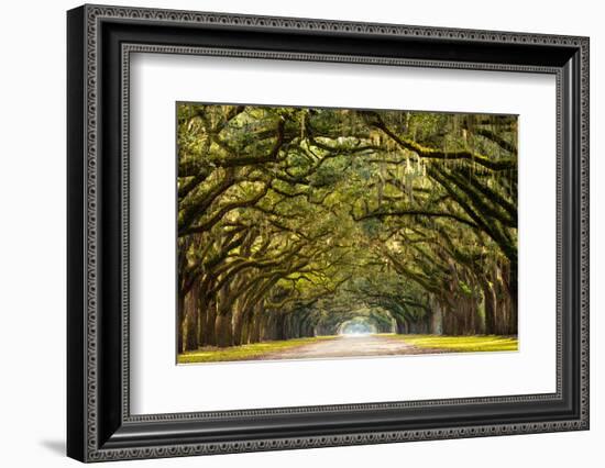 A Stunning, Long Path Lined with Ancient Live Oak Trees Draped in Spanish Moss in the Warm, Late Af-Serge Skiba-Framed Photographic Print