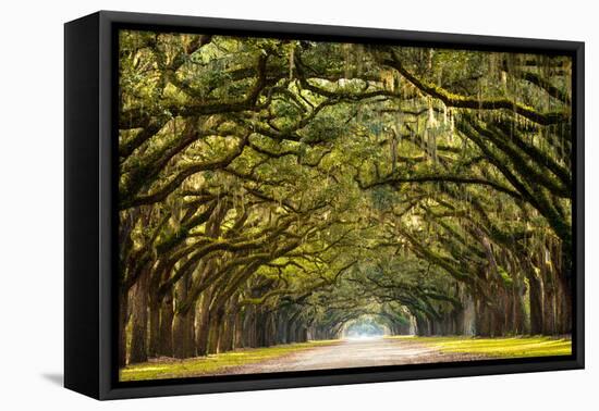 A Stunning, Long Path Lined with Ancient Live Oak Trees Draped in Spanish Moss in the Warm, Late Af-Serge Skiba-Framed Premier Image Canvas