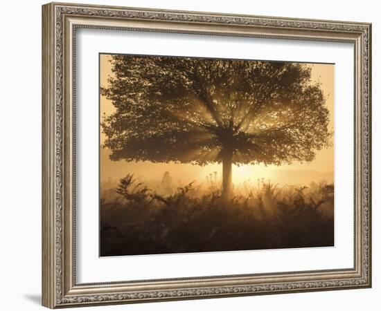 A stunning misty sunrise-Alex Saberi-Framed Photographic Print