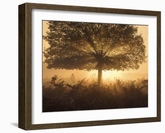 A stunning misty sunrise-Alex Saberi-Framed Photographic Print