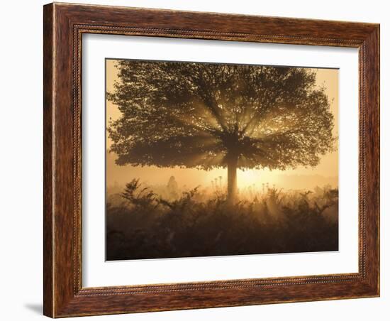 A stunning misty sunrise-Alex Saberi-Framed Photographic Print