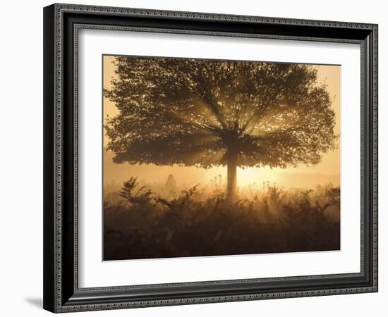 A stunning misty sunrise-Alex Saberi-Framed Photographic Print