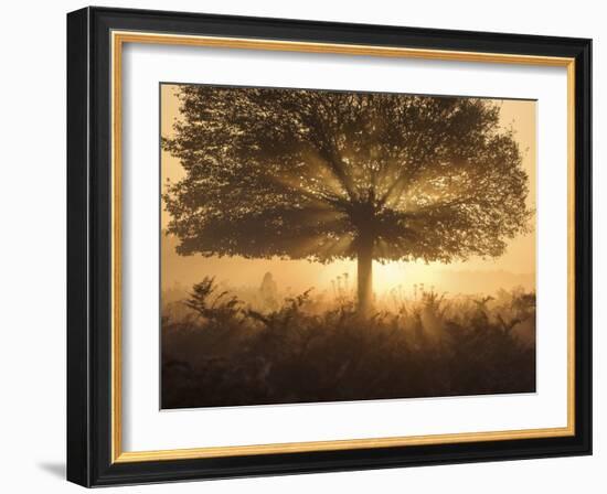 A stunning misty sunrise-Alex Saberi-Framed Photographic Print