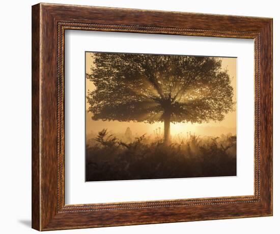 A stunning misty sunrise-Alex Saberi-Framed Photographic Print