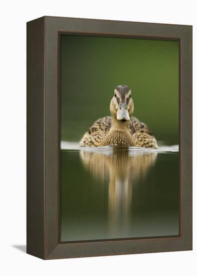 A Sub-Adult Female Mallard (Anas Platyrhynchos) Swimming on a Still Lake, Derbyshire, England-Andrew Parkinson-Framed Premier Image Canvas