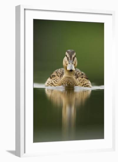 A Sub-Adult Female Mallard (Anas Platyrhynchos) Swimming on a Still Lake, Derbyshire, England-Andrew Parkinson-Framed Photographic Print