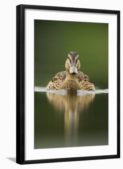 A Sub-Adult Female Mallard (Anas Platyrhynchos) Swimming on a Still Lake, Derbyshire, England-Andrew Parkinson-Framed Photographic Print