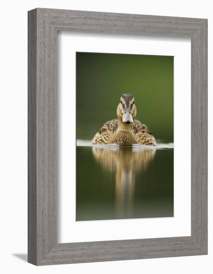 A Sub-Adult Female Mallard (Anas Platyrhynchos) Swimming on a Still Lake, Derbyshire, England-Andrew Parkinson-Framed Photographic Print