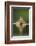 A Sub-Adult Female Mallard (Anas Platyrhynchos) Swimming on a Still Lake, Derbyshire, England-Andrew Parkinson-Framed Photographic Print