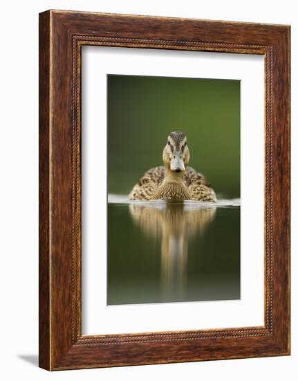 A Sub-Adult Female Mallard (Anas Platyrhynchos) Swimming on a Still Lake, Derbyshire, England-Andrew Parkinson-Framed Photographic Print