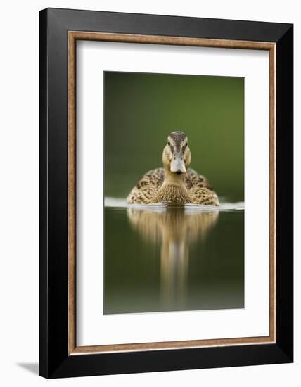 A Sub-Adult Female Mallard (Anas Platyrhynchos) Swimming on a Still Lake, Derbyshire, England-Andrew Parkinson-Framed Photographic Print