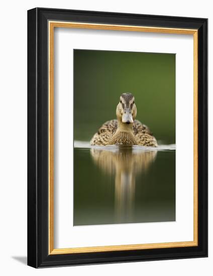 A Sub-Adult Female Mallard (Anas Platyrhynchos) Swimming on a Still Lake, Derbyshire, England-Andrew Parkinson-Framed Photographic Print