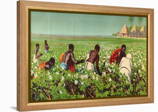 A Sudan Cotton Field, from the Series 'Empire Trade Is Growing'-Edward Barnard Lintott-Framed Premier Image Canvas