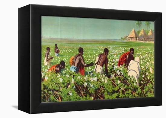 A Sudan Cotton Field, from the Series 'Empire Trade Is Growing'-Edward Barnard Lintott-Framed Premier Image Canvas