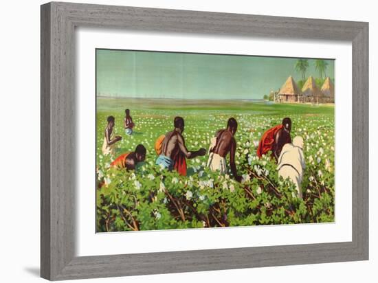 A Sudan Cotton Field, from the Series 'Empire Trade Is Growing'-Edward Barnard Lintott-Framed Giclee Print