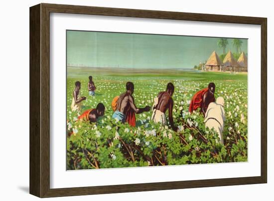 A Sudan Cotton Field, from the Series 'Empire Trade Is Growing'-Edward Barnard Lintott-Framed Giclee Print