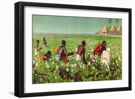 A Sudan Cotton Field, from the Series 'Empire Trade Is Growing'-Edward Barnard Lintott-Framed Giclee Print