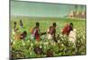 A Sudan Cotton Field, from the Series 'Empire Trade Is Growing'-Edward Barnard Lintott-Mounted Giclee Print