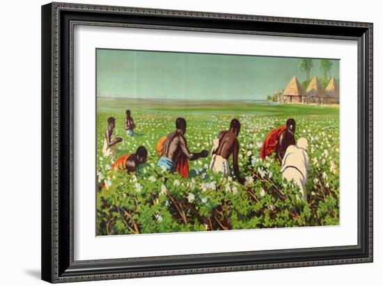 A Sudan Cotton Field, from the Series 'Empire Trade Is Growing'-Edward Barnard Lintott-Framed Giclee Print