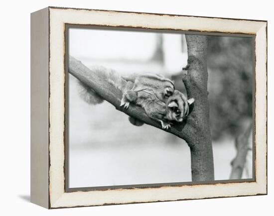 A Sugar Glider on a Branch with Her Baby on Her Back, London Zoo, 1929 (B/W Photo)-Frederick William Bond-Framed Premier Image Canvas