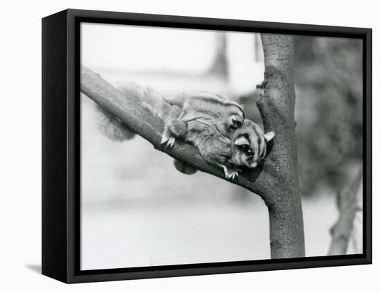 A Sugar Glider on a Branch with Her Baby on Her Back, London Zoo, 1929 (B/W Photo)-Frederick William Bond-Framed Premier Image Canvas