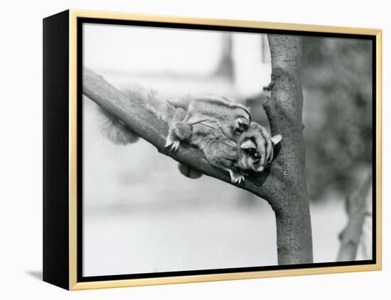 A Sugar Glider on a Branch with Her Baby on Her Back, London Zoo, 1929 (B/W Photo)-Frederick William Bond-Framed Premier Image Canvas