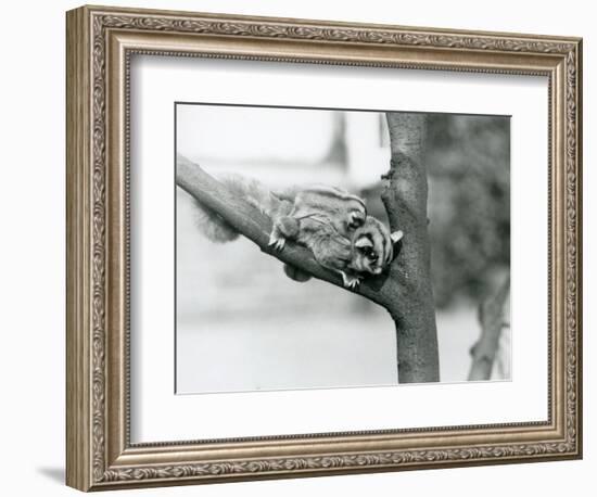 A Sugar Glider on a Branch with Her Baby on Her Back, London Zoo, 1929 (B/W Photo)-Frederick William Bond-Framed Giclee Print