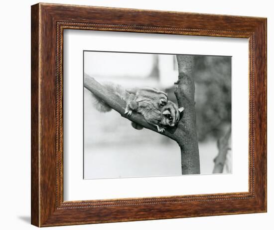 A Sugar Glider on a Branch with Her Baby on Her Back, London Zoo, 1929 (B/W Photo)-Frederick William Bond-Framed Giclee Print